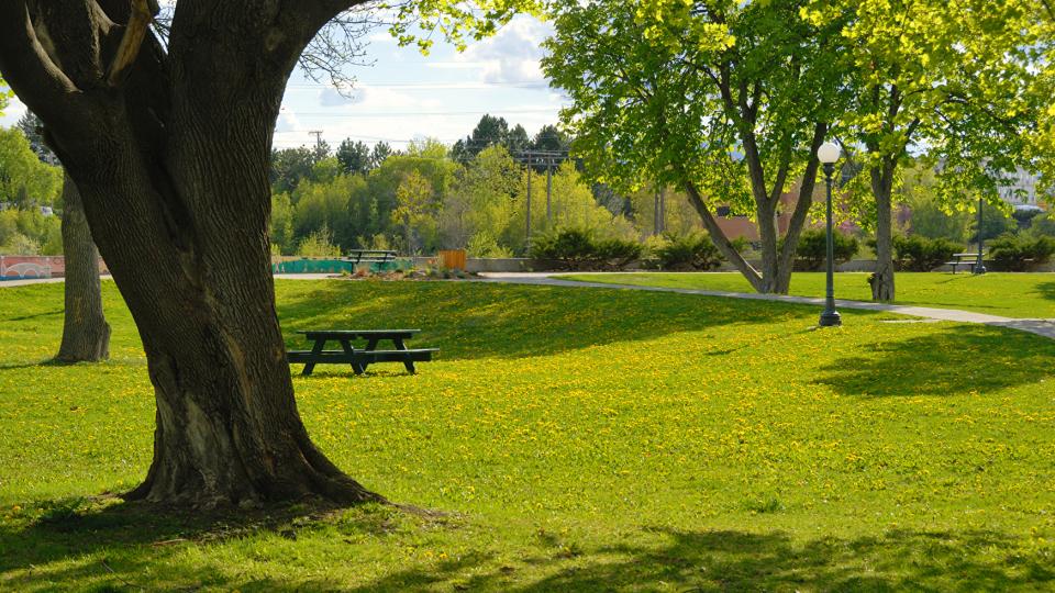 Baum in einem Park, im Hintergrund eine Picknickbank und ein Gehweg